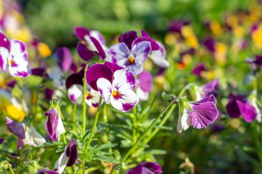 farklı güzel renklerde bir homo yatak
