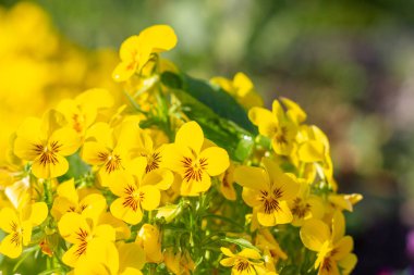 farklı güzel renklerde bir homo yatak