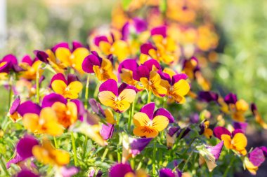 farklı güzel renklerde bir homo yatak