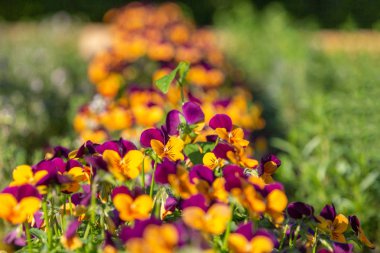 farklı güzel renklerde bir homo yatak