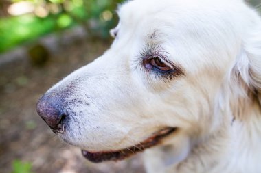 Beyaz Polonya Tatra çoban köpeği portre doğada