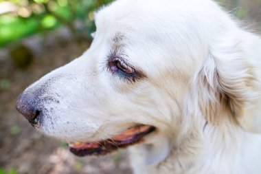 Beyaz Polonya Tatra çoban köpeği portre doğada