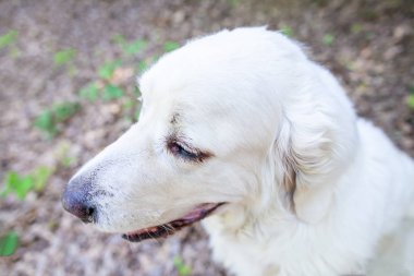 Beyaz Polonya Tatra çoban köpeği portre doğada