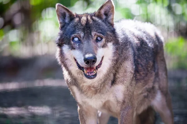 Retrato Lobo Bosque —  Fotos de Stock