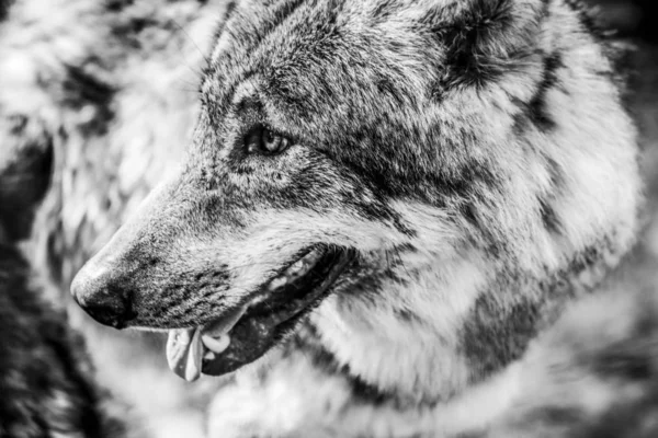 Retrato Blanco Negro Lobo — Foto de Stock