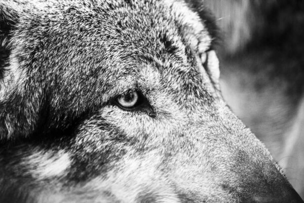 Black and white portrait of a wolf