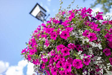 Güzellik çiçek asmak bir sokak lambası