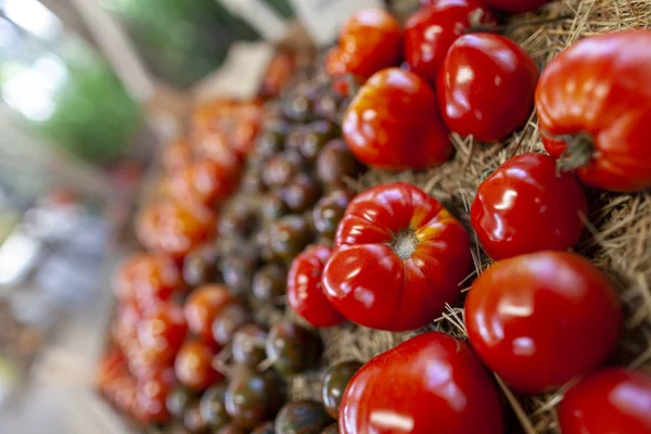 Diferentes Variedades Tomate Jaz Uma Cesta — Fotografia de Stock