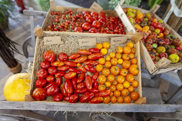 Diferentes Variedades Tomate Jaz Uma Cesta — Fotografia de Stock