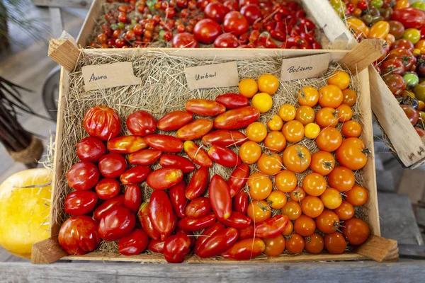 Diferentes Variedades Tomate Jaz Uma Cesta — Fotografia de Stock