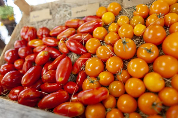 Diferentes Variedades Tomate Jaz Uma Cesta — Fotografia de Stock