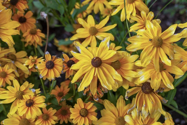 緑の背景に黄金のグロリオサのデイジーの花 — ストック写真