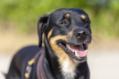 Bir yaz günü, Alman Pinscher portresi