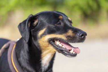 Bir yaz günü, Alman Pinscher portresi