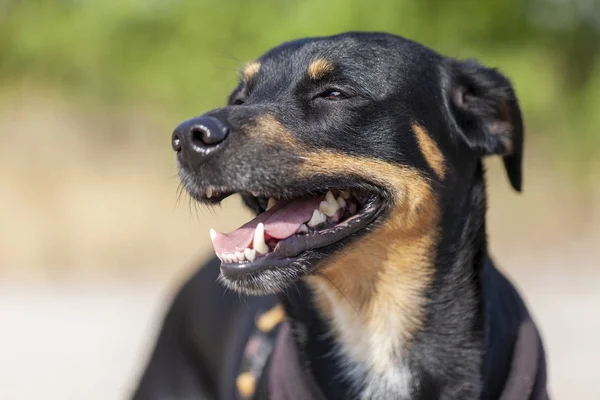 Porträt Eines Deutschen Pinschers Einem Sommertag — Stockfoto