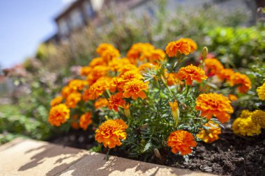 Turuncu kadife çiçeği çiçek çiçek yatakta