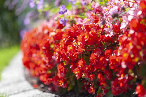 花壇の赤いランタナの花 — ストック写真