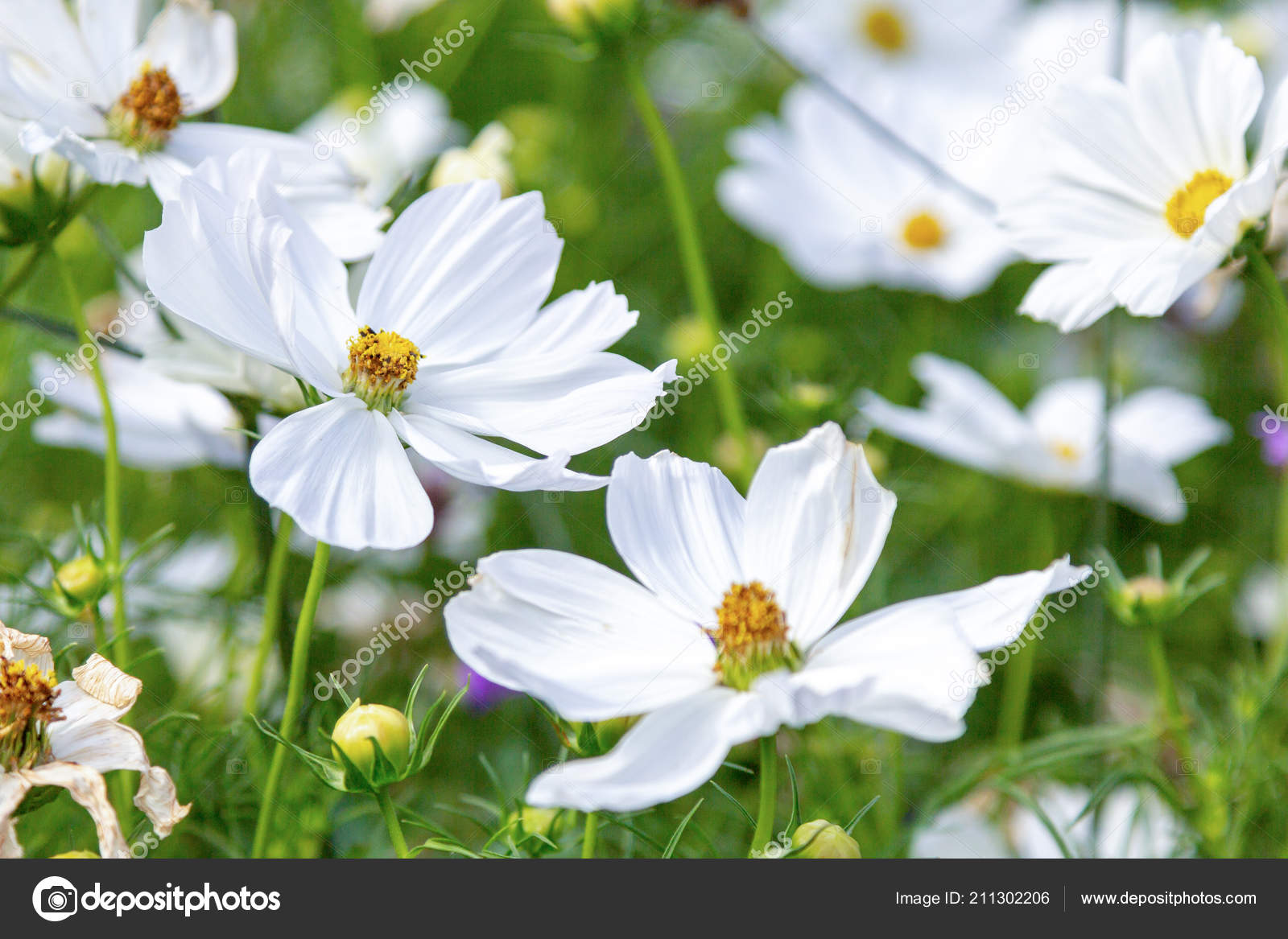 White Garden Cosmos Flower Bed Flowers Stock Photo C Huettenhoelscher 211302206