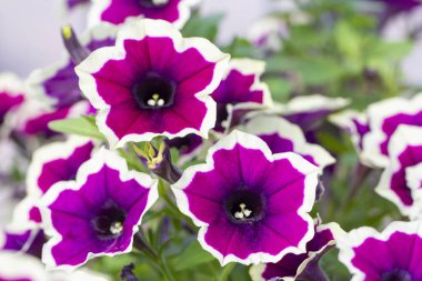 Bir arı ile Beyaz Bahçe cosmos çiçek