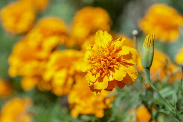 Een Dwerg Mariegold Studentinblume Een Tuin — Stockfoto