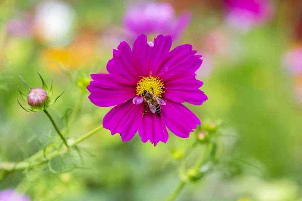 Violet Garden Cosmos Flower Bee — Stock Photo, Image