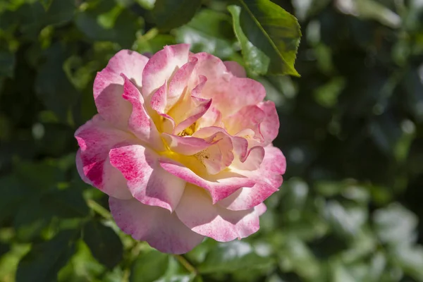 Cerca Una Rosa Silvestre Jardín — Foto de Stock
