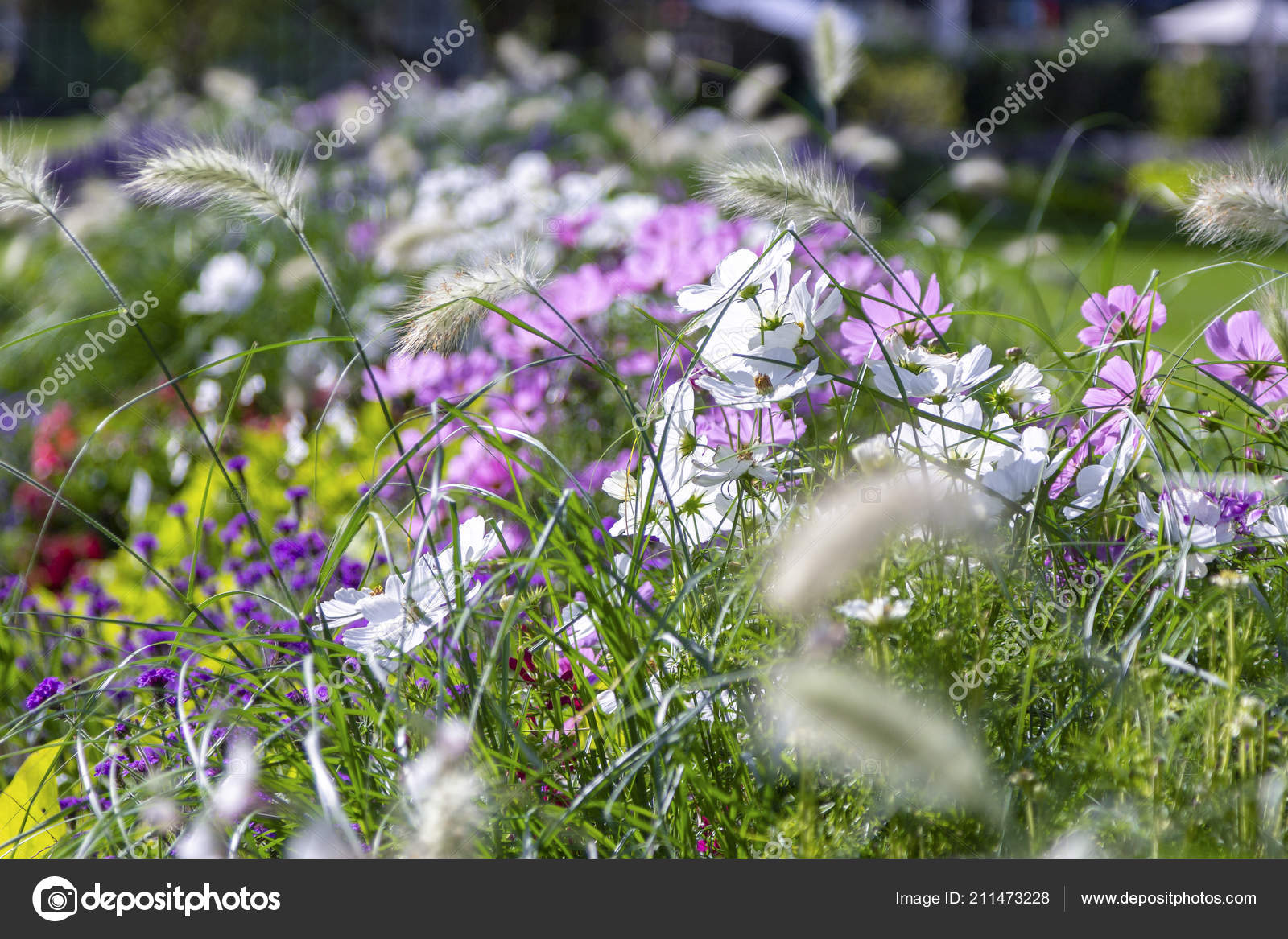 Violet White Garden Cosmos Flower Bed Flowers Stock Photo C Huettenhoelscher 211473228