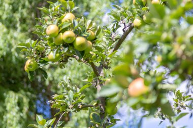 Bir yeşil elma appletree üzerinde asılı