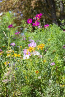 Farklı renkli çiçekler çiçek yatakta