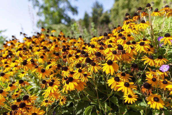 緑の背景に黄金のグロリオサのデイジーの花 — ストック写真