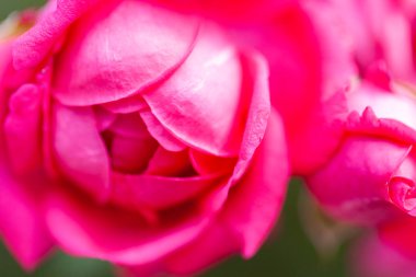 Vahşi bir gül pembe renkte üzerinden yakın çekim