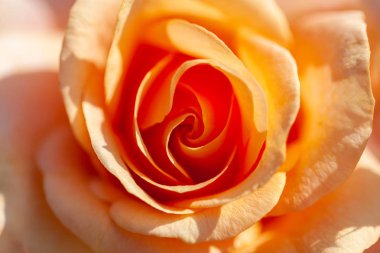 Bir bahçe içinde çılgın bir gül dan yakın çekim