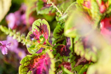 Plectranthus scutellarioides çiçek Bahçe