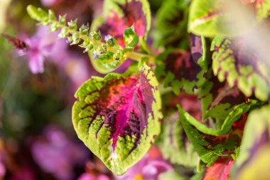 Plectranthus scutellarioides çiçek Bahçe
