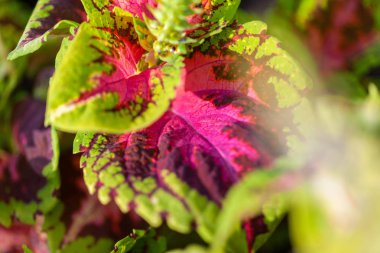 Plectranthus scutellarioides çiçek Bahçe