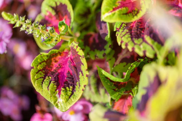 Una Flor Plectranthus Scutellarioides Jardín — Foto de Stock