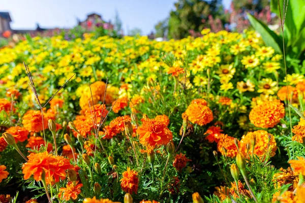 カラフルな庭に黄色のマリーゴールドの花 — ストック写真