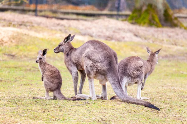 Família Canguru Pastagens Parque — Fotografia de Stock