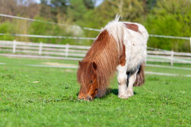 Yeşil çayır üzerinde Mini Shetlandpony portresi