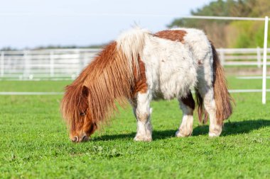 Yeşil çayır üzerinde Mini Shetlandpony portresi