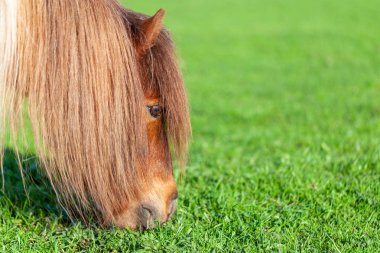 Yeşil çayır üzerinde Mini Shetlandpony portresi