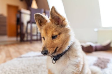 Genç Shetland çoban köpeği kapalı portresi