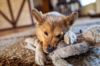 Genç Shetland çoban köpeği kapalı portresi