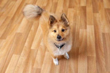Genç Shetland çoban köpeği kapalı portresi
