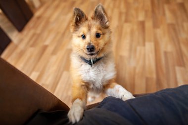 Genç Shetland çoban köpeği kapalı portresi