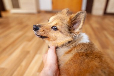 Genç Shetland çoban köpeği kapalı portresi