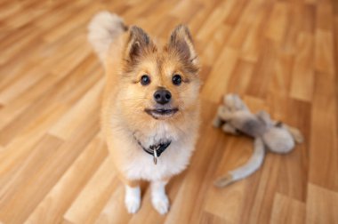 Genç Shetland çoban köpeği kapalı portresi