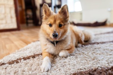 Genç Shetland çoban köpeği kapalı portresi