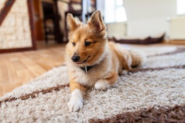 Genç Shetland çoban köpeği kapalı portresi