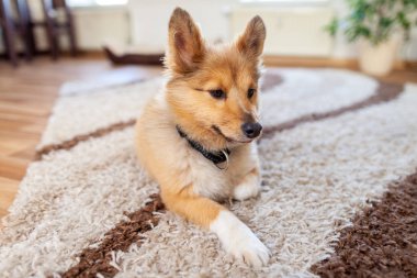 Genç Shetland çoban köpeği kapalı portresi